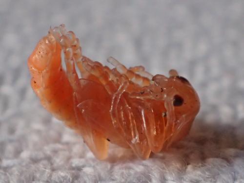 Réf. 229 939 : Cantharis pellucida